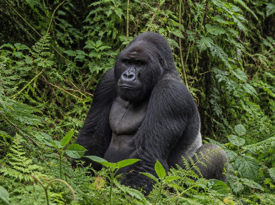 Gorilla Trekking