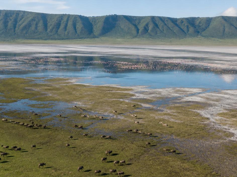 Guided Game Drives, Led by expert local guides