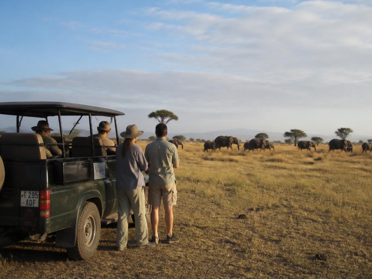 Travellers watching elephants from a safari vehicle on the open plains