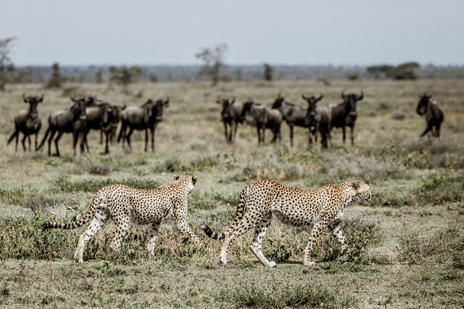Serengeti, Big cats on the open plains