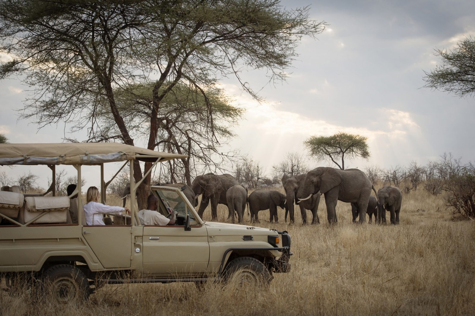 Ruaha, Close elephant encounters on game drives