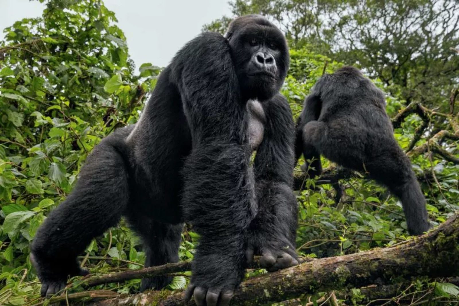 Gorilla Trekking