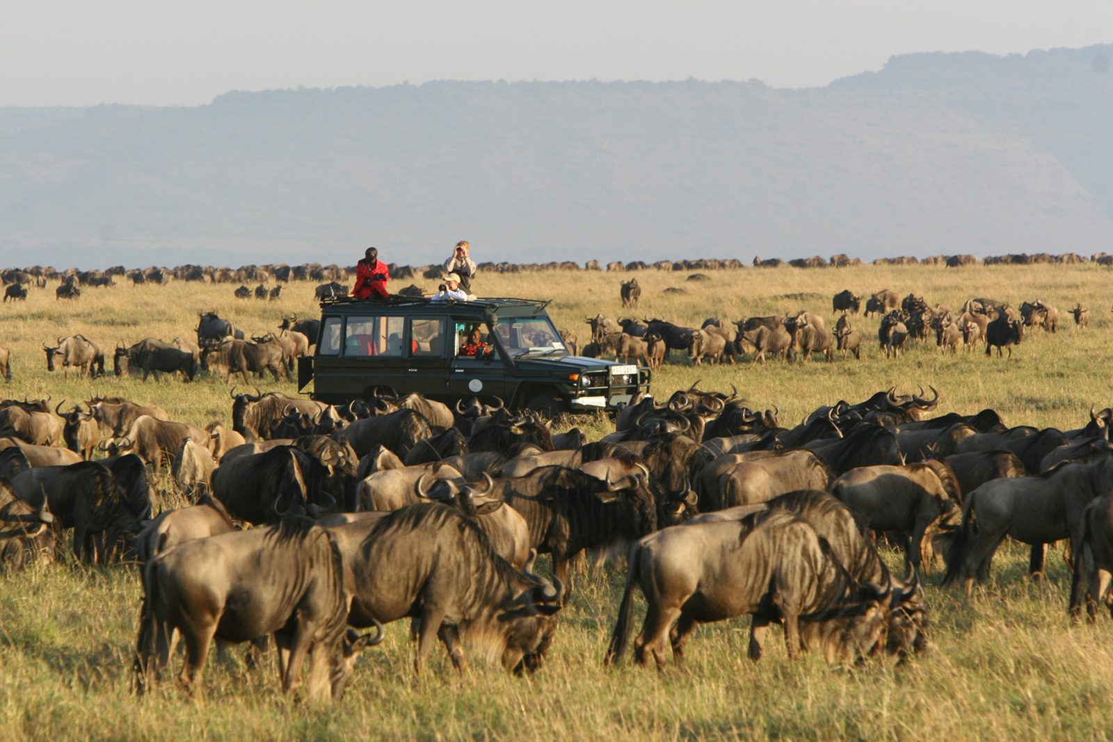 Travellers watching elephants from a safari vehicle on the open plains