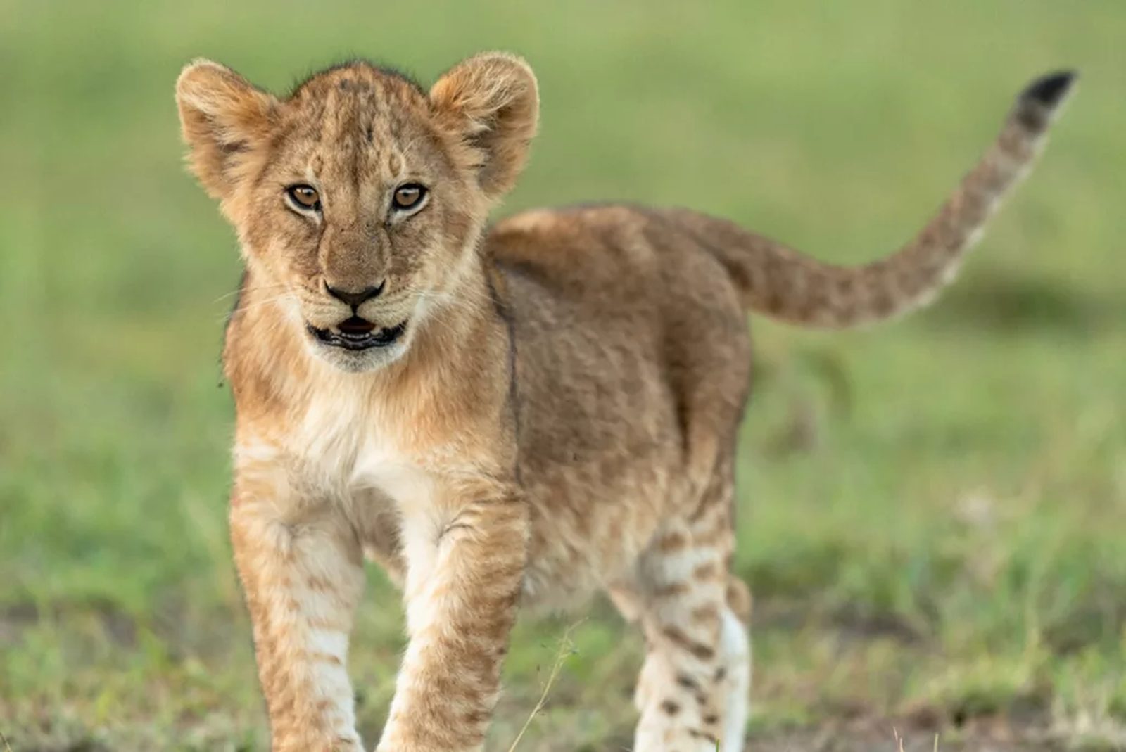 Masai Mara, Game drives from classic tented camps