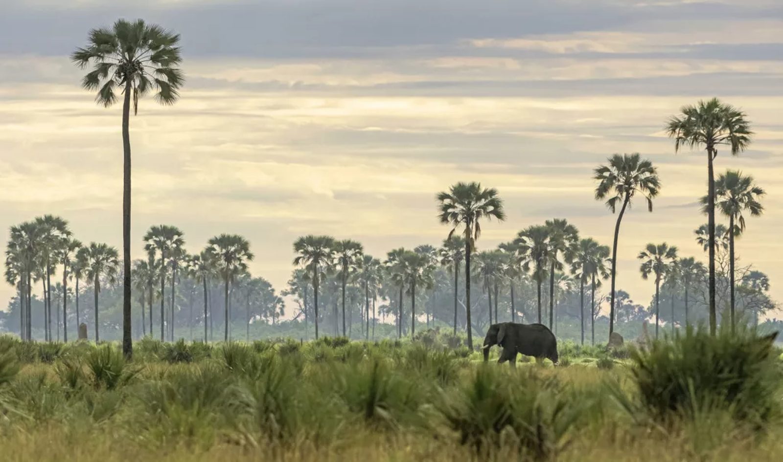 Okavango Delta, Design led lodges in the wetlands