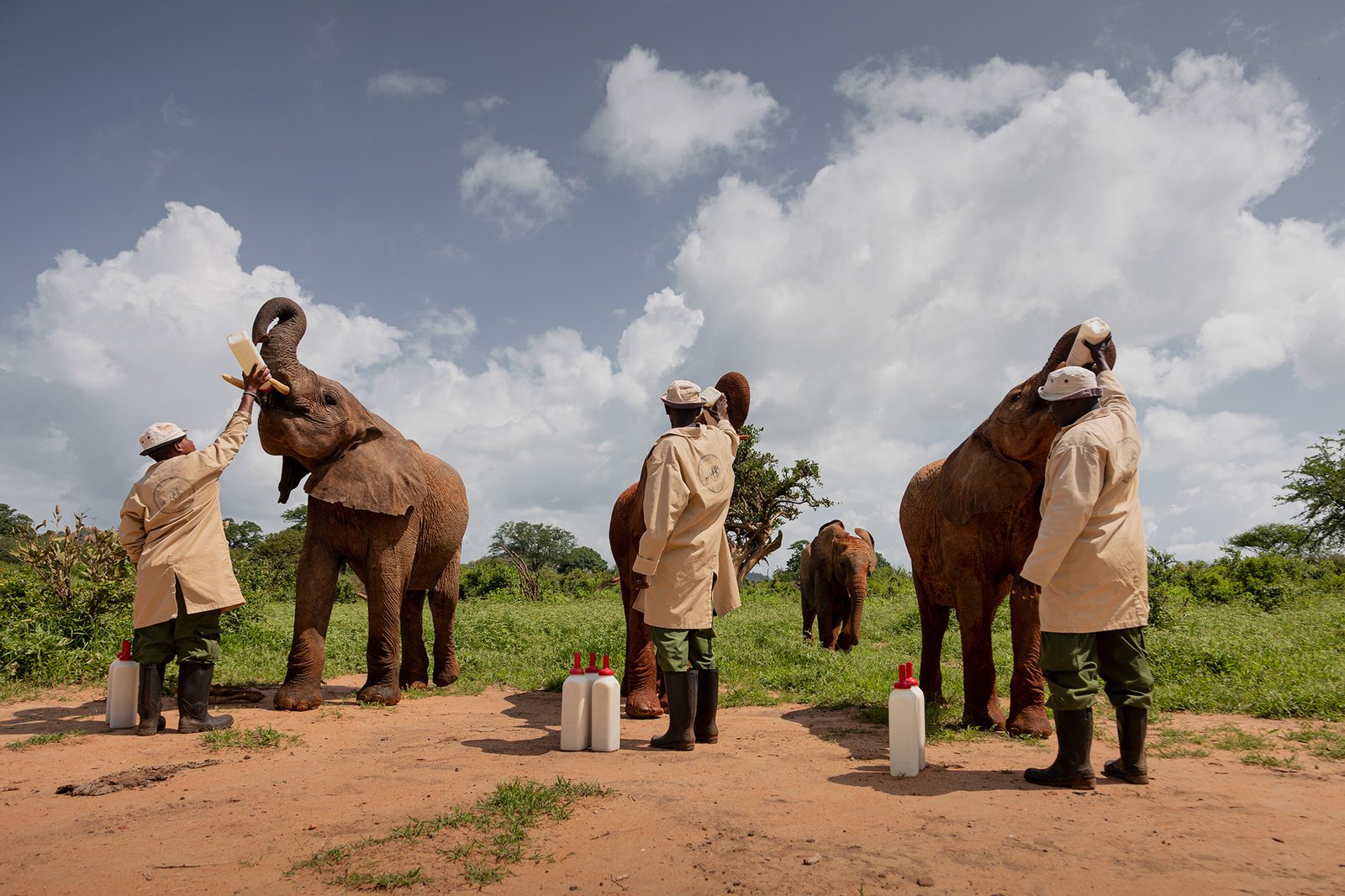 Tsavo, Orphaned elephants at Ithumba