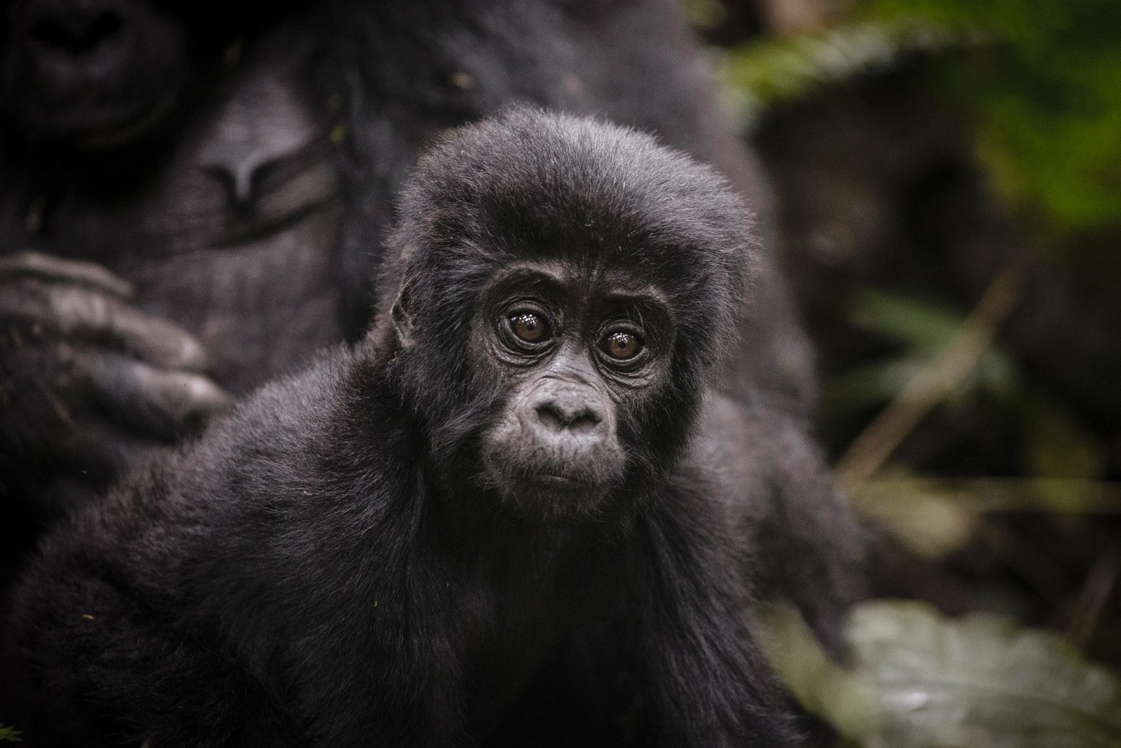 Bwindi and Volcanoes, Mountain gorilla trekking in Uganda and Rwanda